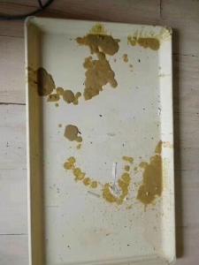 犬冠狀病毒感染病例痊愈